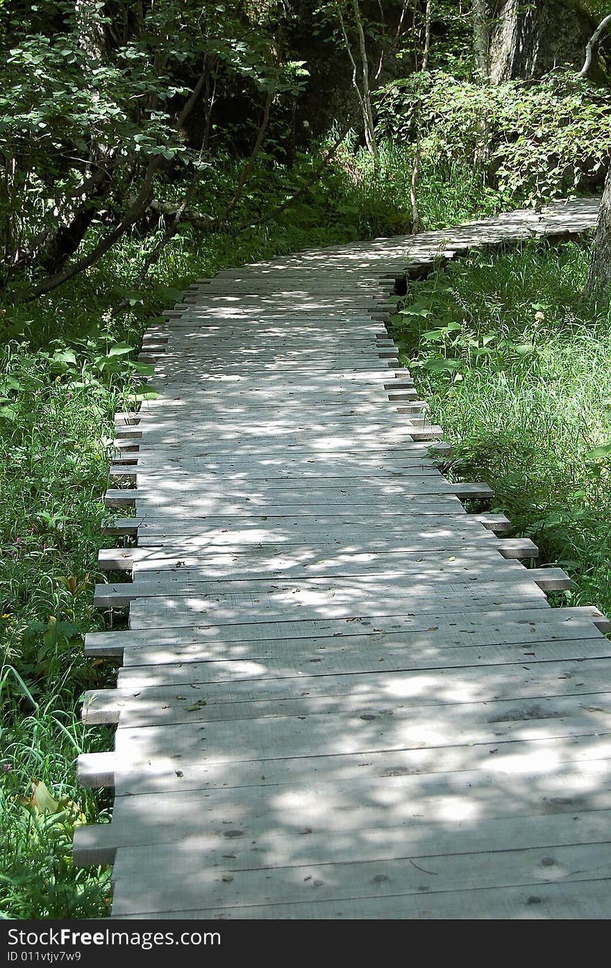 Road in the forest