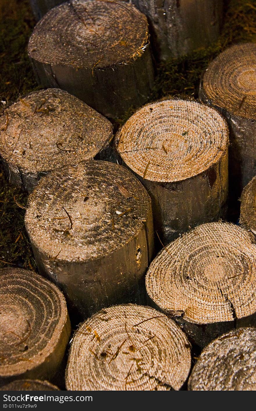 Several broken logs with concentric circles