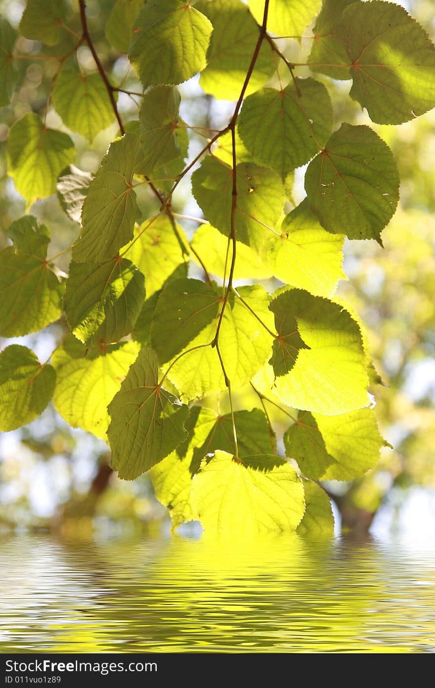 Branches with green leaves fall to water