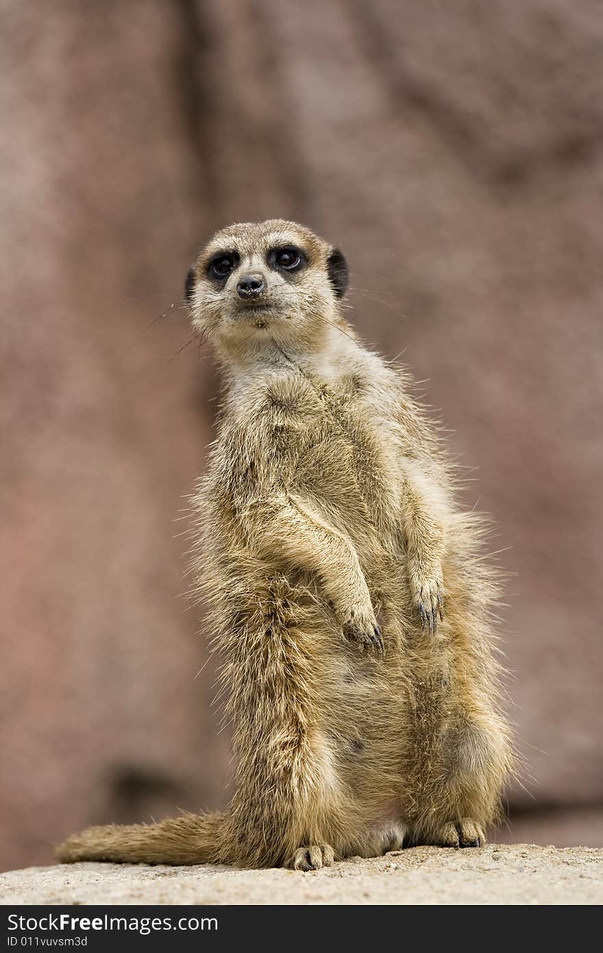 A meerkat stands on guard, watching out for danger. A meerkat stands on guard, watching out for danger.