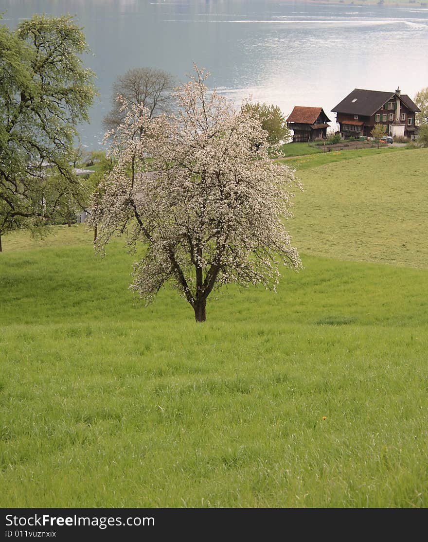 Meadow with blooming cherry tree in spring time. Meadow with blooming cherry tree in spring time