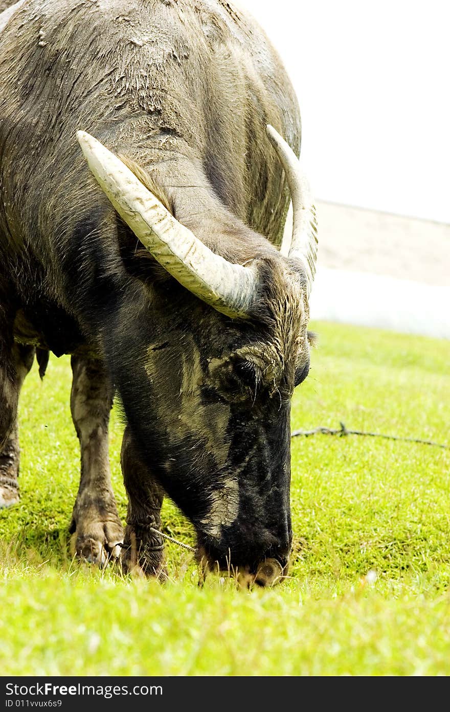 The water buffalo at the meadow