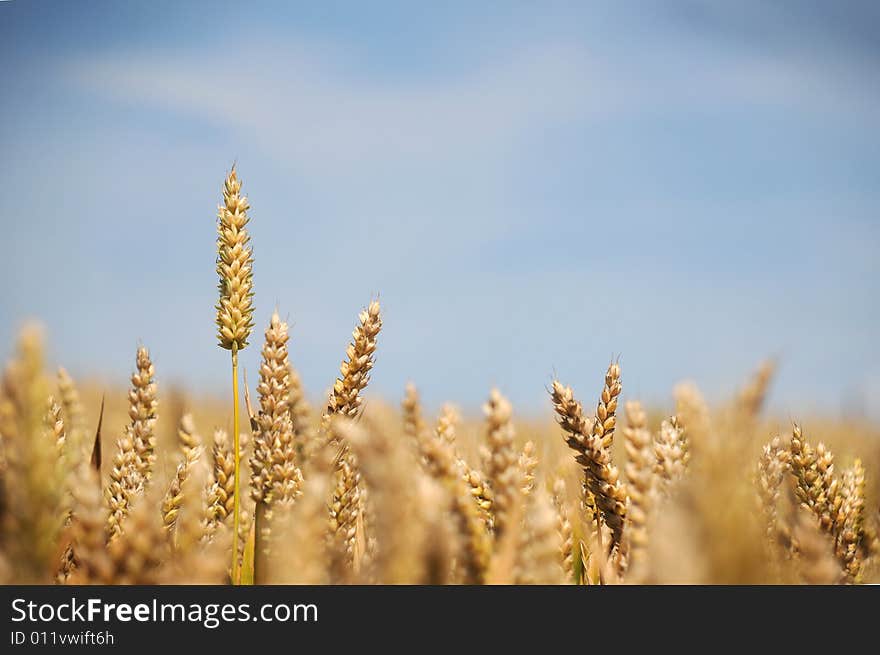 Ears of Wheat crop seen against a blue sky, selectively focusing on one prominent one