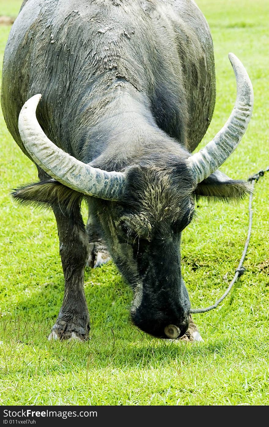 The water buffalo at the meadow