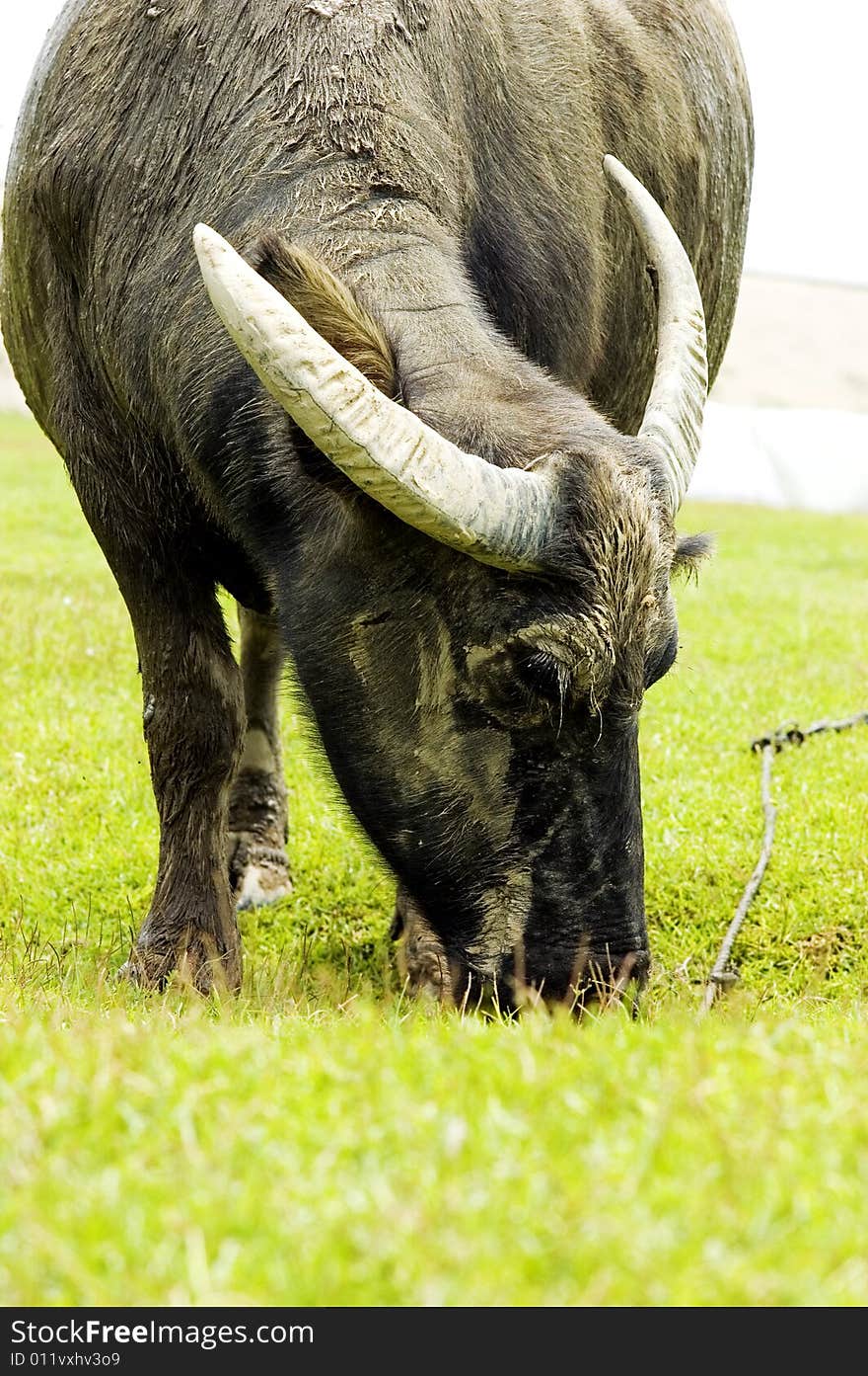 The water buffalo at the meadow