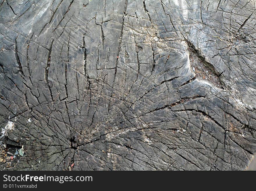 A close-up of tree bark. Useful for textures and backgrounds. A close-up of tree bark. Useful for textures and backgrounds.