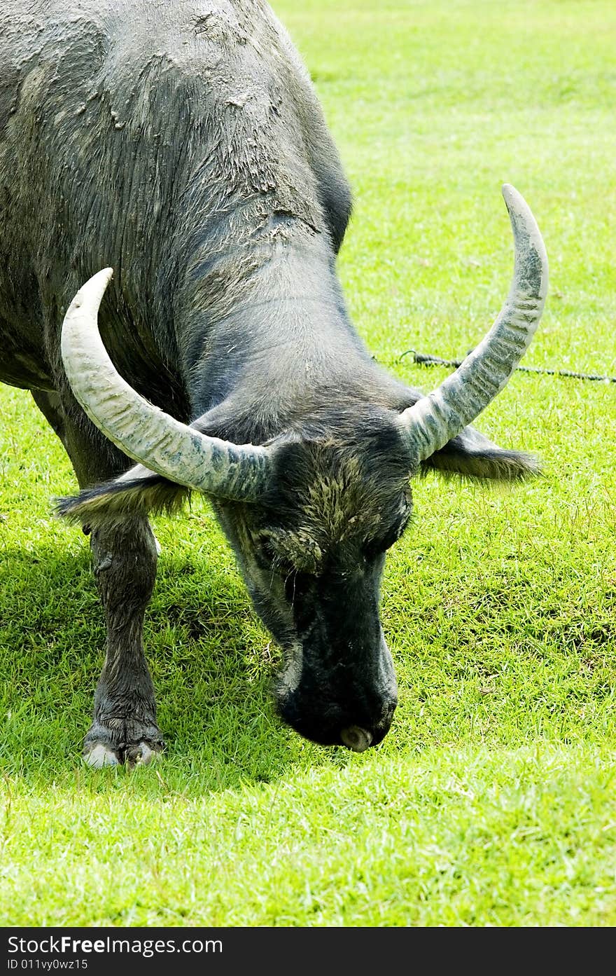 The water buffalo at the meadow