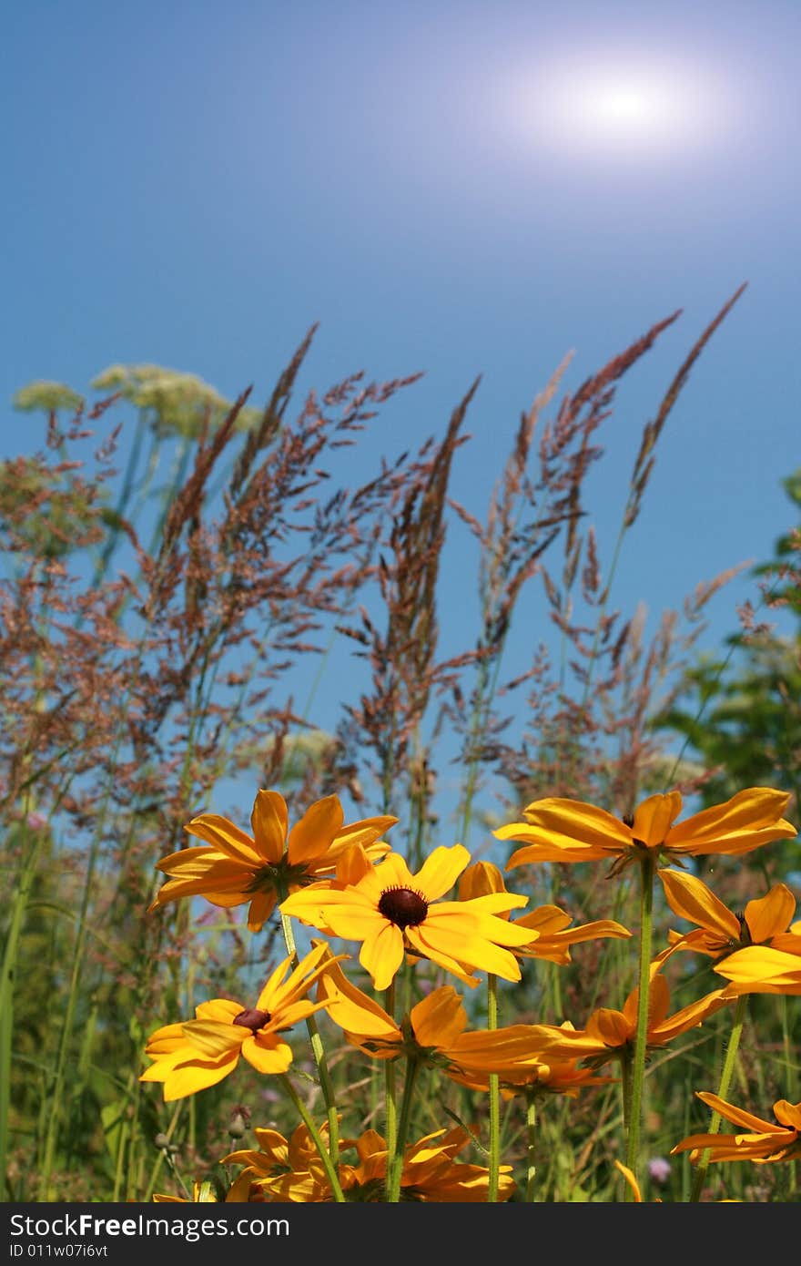 Flowers and plants grow upwards to the sky