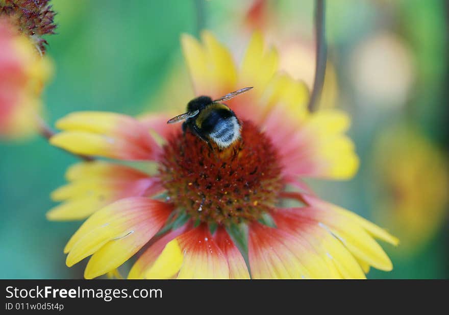 The bee pollinates the big beautiful flower. The bee pollinates the big beautiful flower