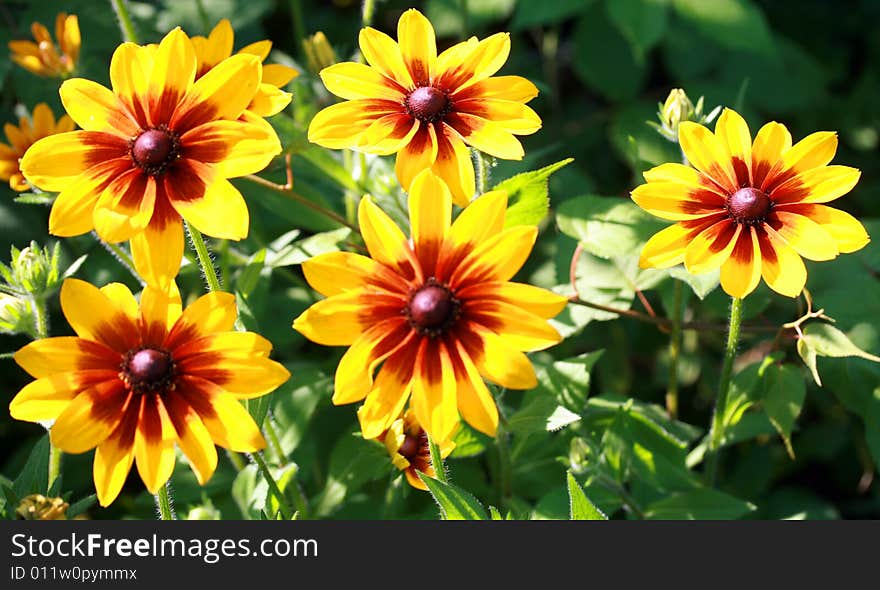 Bright yellow flowers