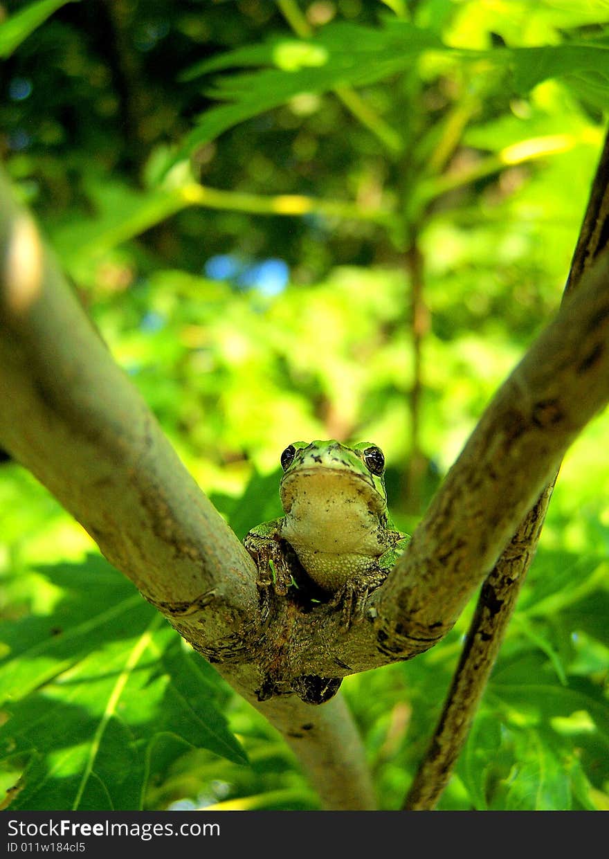 A little green tree frog.