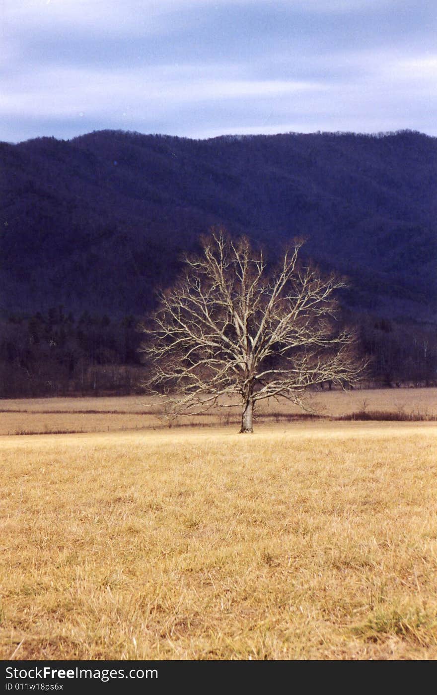 Photo of a tree in a field with a mountain behind it.