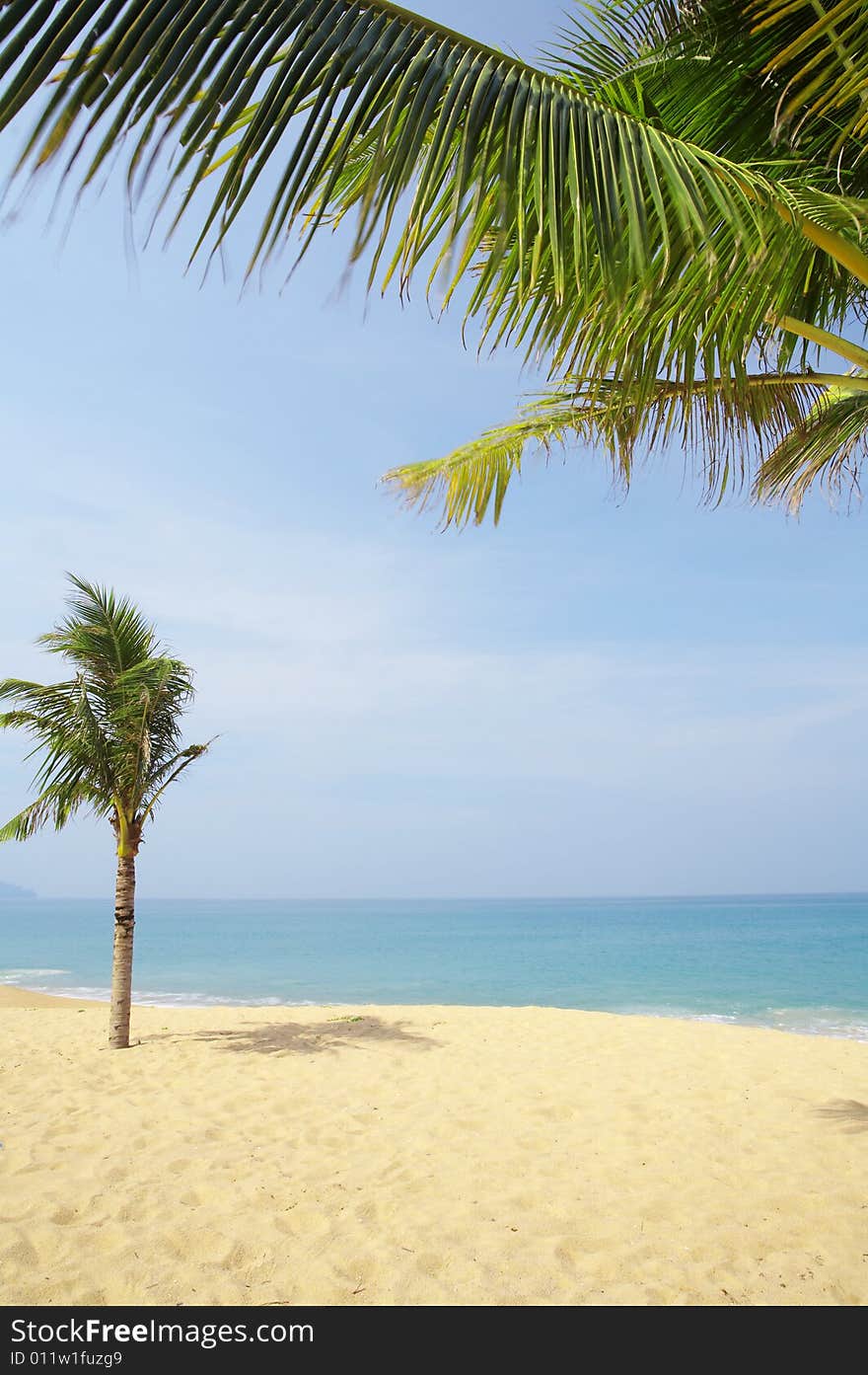 View of nice tropical empty sandy beach with some palm. View of nice tropical empty sandy beach with some palm