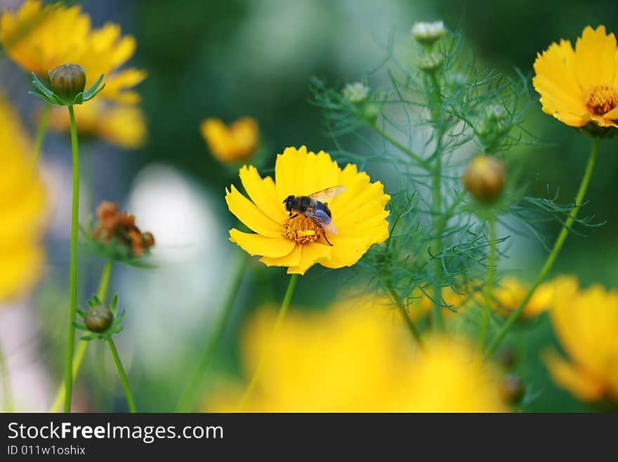 The bee sits in the center of a yellow flower