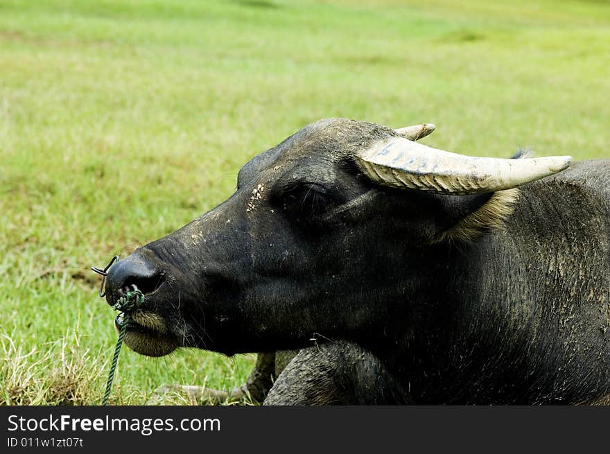 The water buffalo at the meadow