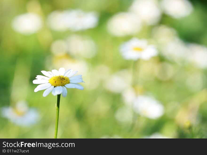 Flower of a camomile in the afternoon on the dim background