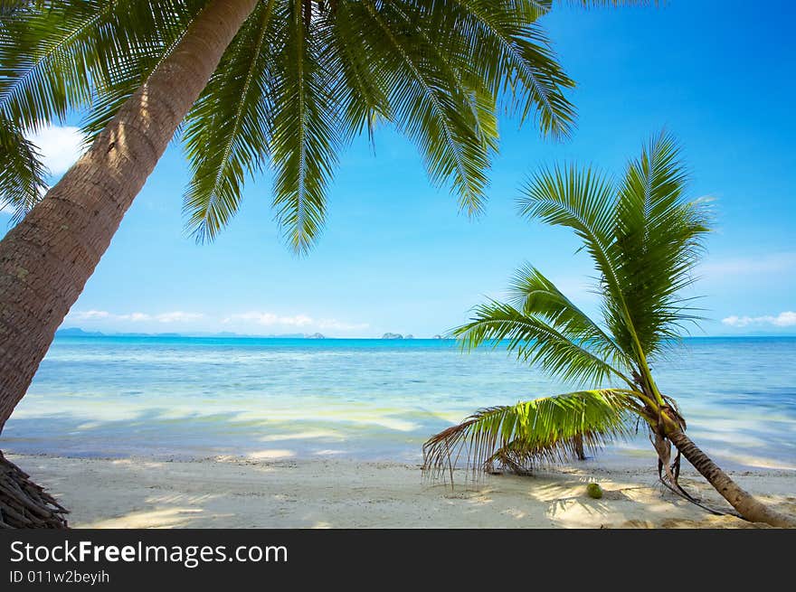 View of nice tropical empty sandy beach with some palm. View of nice tropical empty sandy beach with some palm