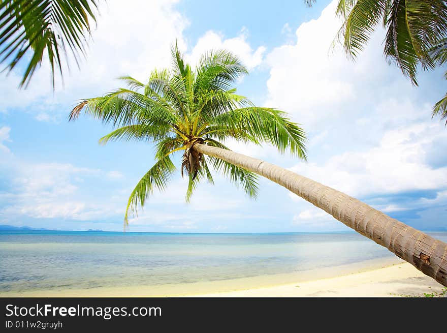 View of nice tropical empty sandy beach with some palm. View of nice tropical empty sandy beach with some palm