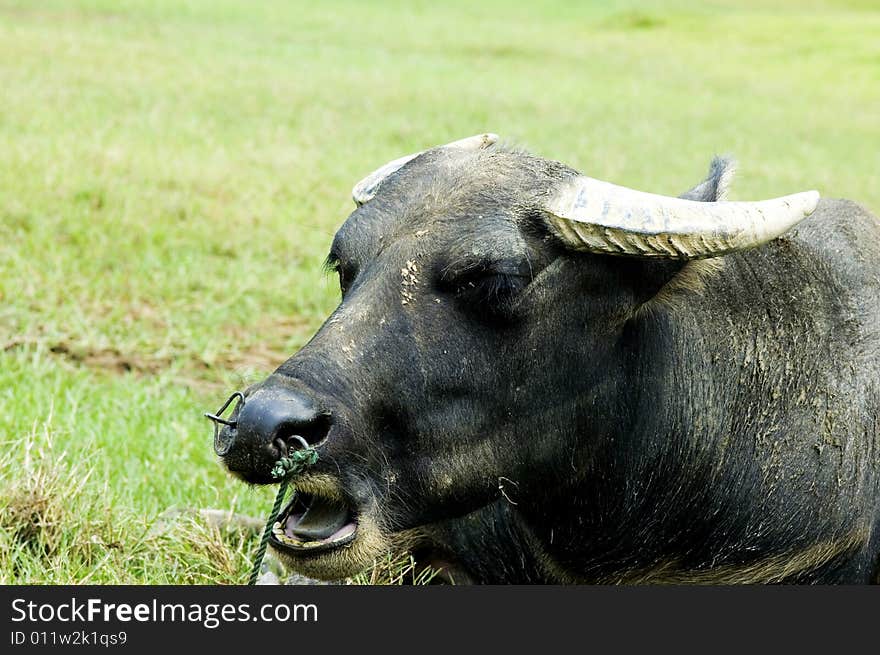 The water buffalo at the meadow