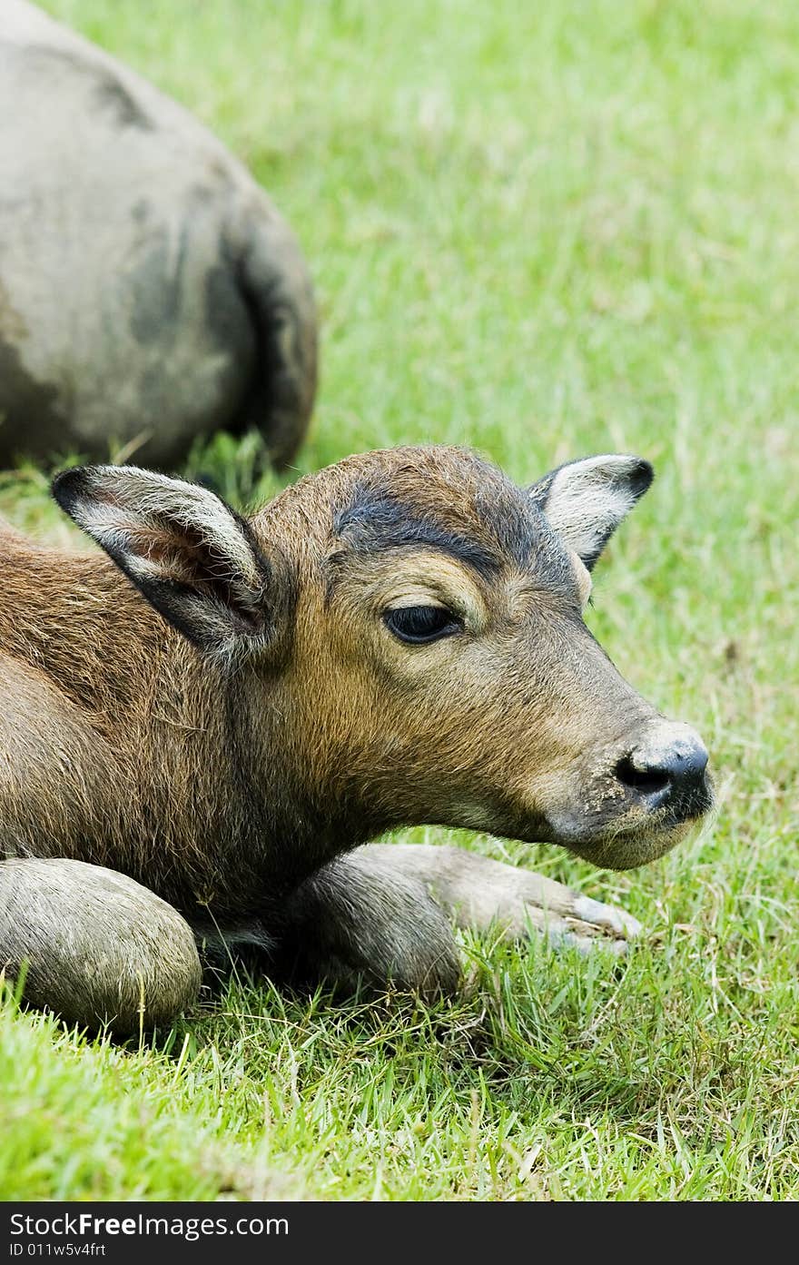 The water buffalo at the meadow