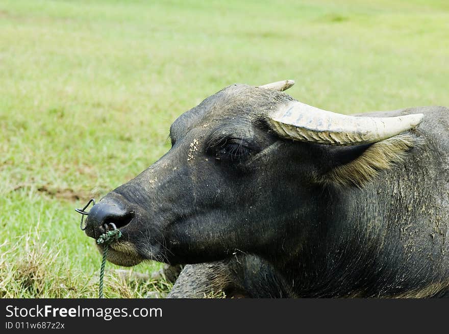 The water buffalo at the meadow