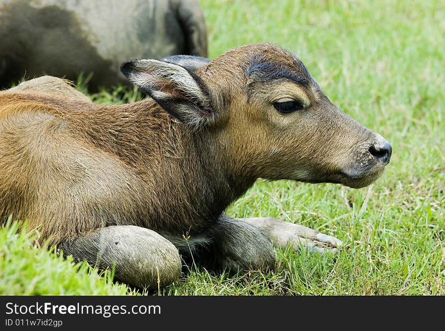 The water buffalo at the meadow