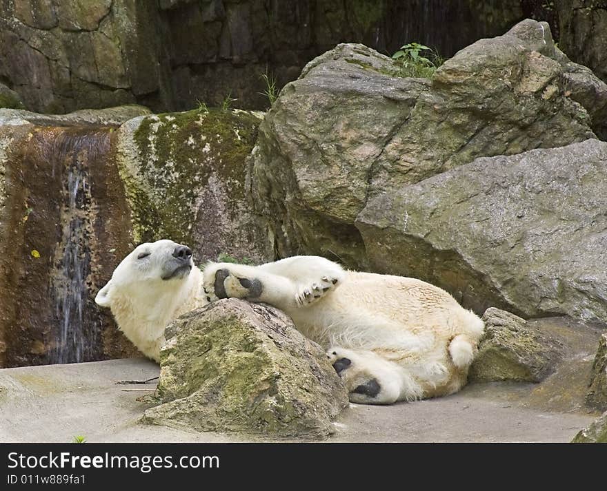 Polar Bear At Rest