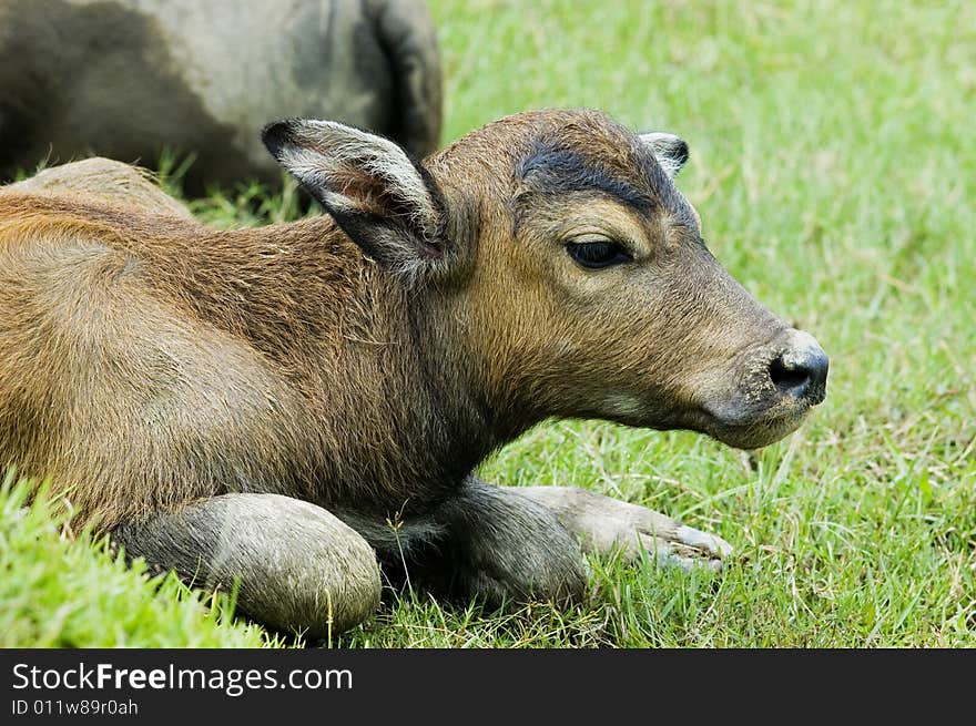 The water buffalo at the meadow