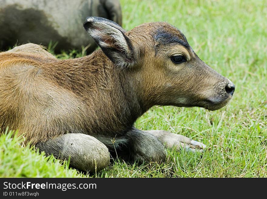 The water buffalo at the meadow