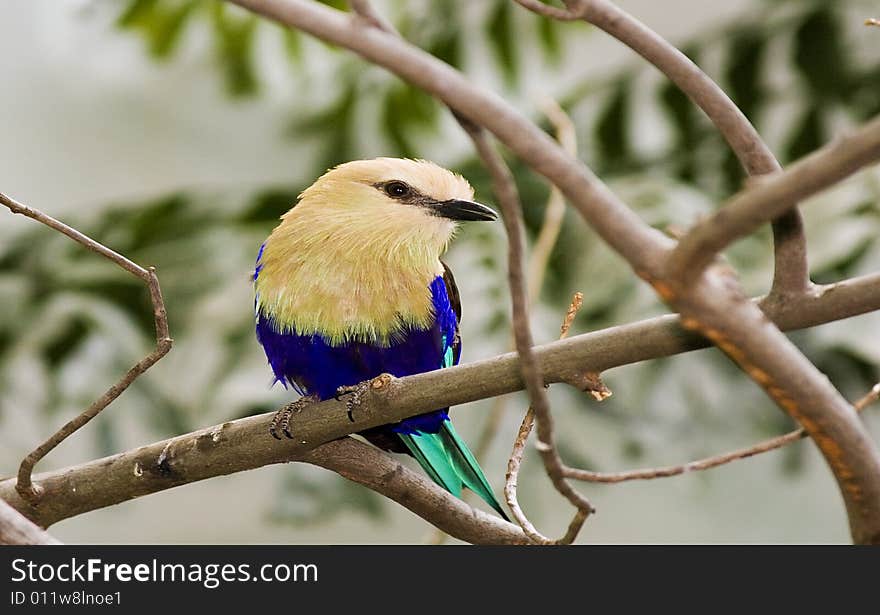 Colorful Bird