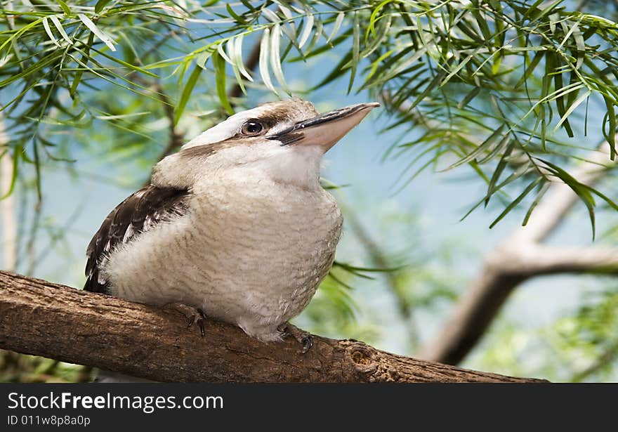 A Bird on a Trunk