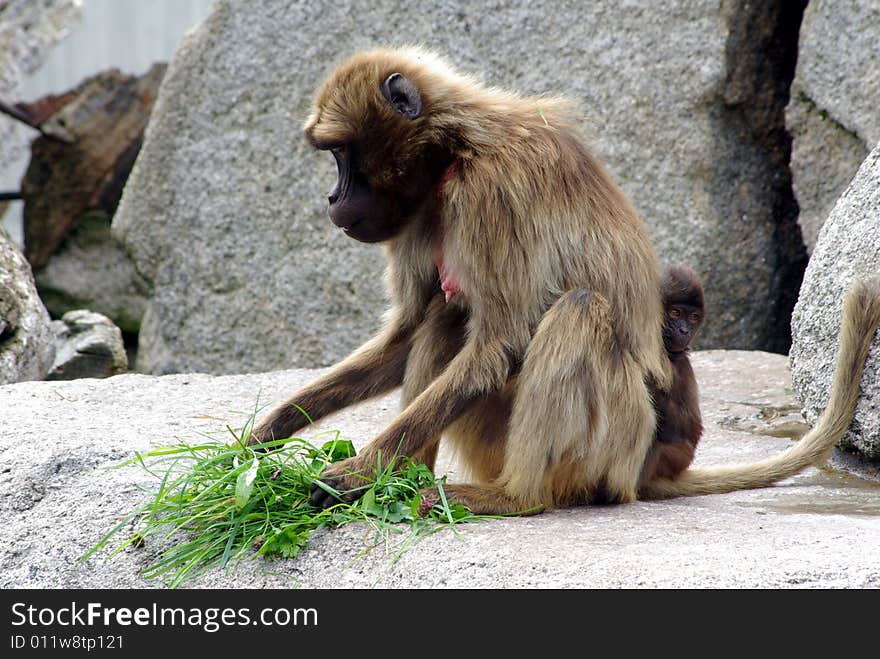 Monkey With Food