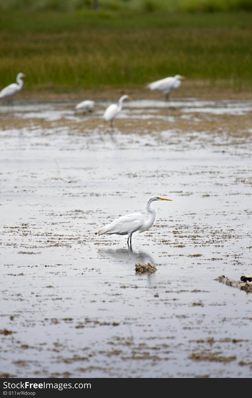 Egret in wetlands