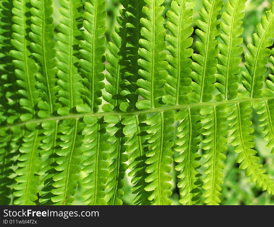 Green leaves