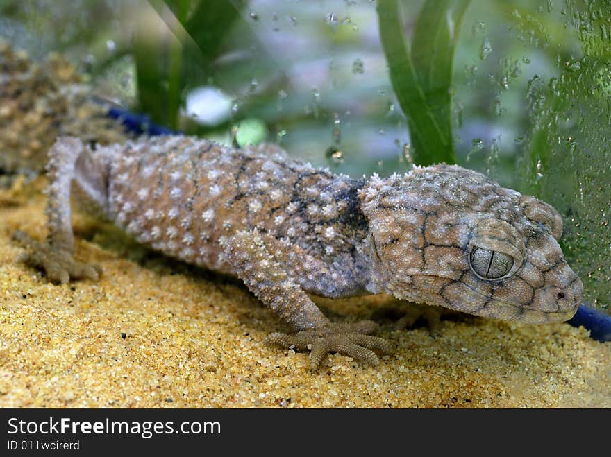 Large sized Nephrurus (smaller than Nephrurus Amyae) with extremely short tail, large head and a robust body covered with clusters of spinose conical tubercles. Ground colour pale brown, greyish brown to black, with a series of narrow irregular blackish crossbands, alternating with irregular transverse rows of white spots. Ventral surface is white. SVL 100 mm.