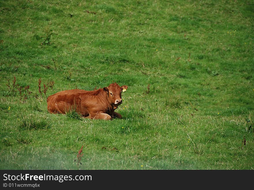 Calf in field