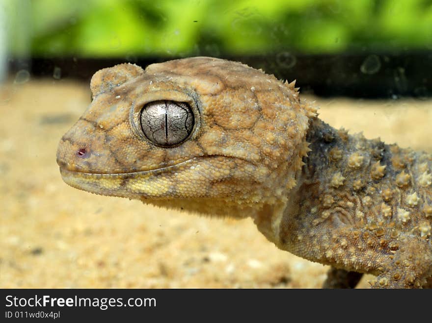 Large sized Nephrurus (smaller than Nephrurus Amyae) with extremely short tail, large head and a robust body covered with clusters of spinose conical tubercles. Ground colour pale brown, greyish brown to black, with a series of narrow irregular blackish crossbands, alternating with irregular transverse rows of white spots. Ventral surface is white. SVL 100 mm.