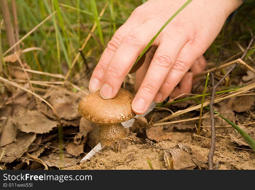 There is the cut away mushroom in-field