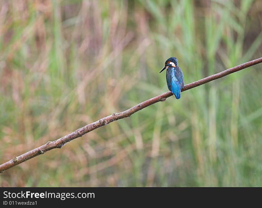 Bird - Kingfisher Perched On A Branch