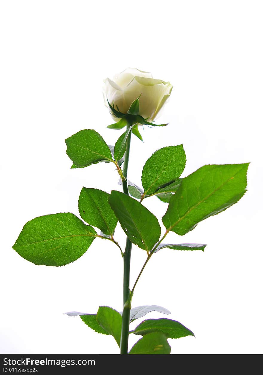 White rose