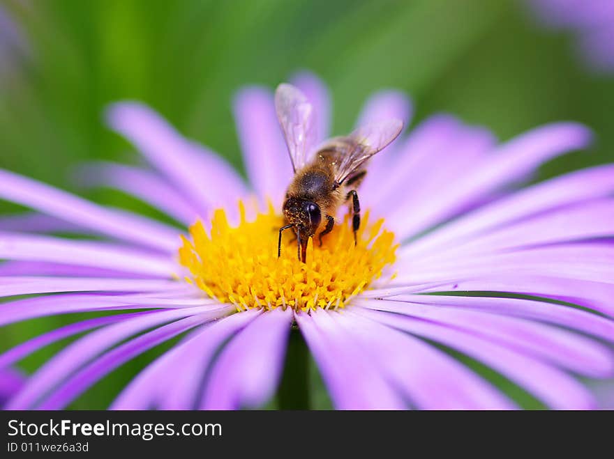 Flower and bee