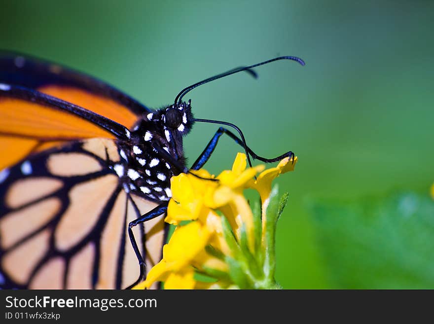 Close up of a butterfly