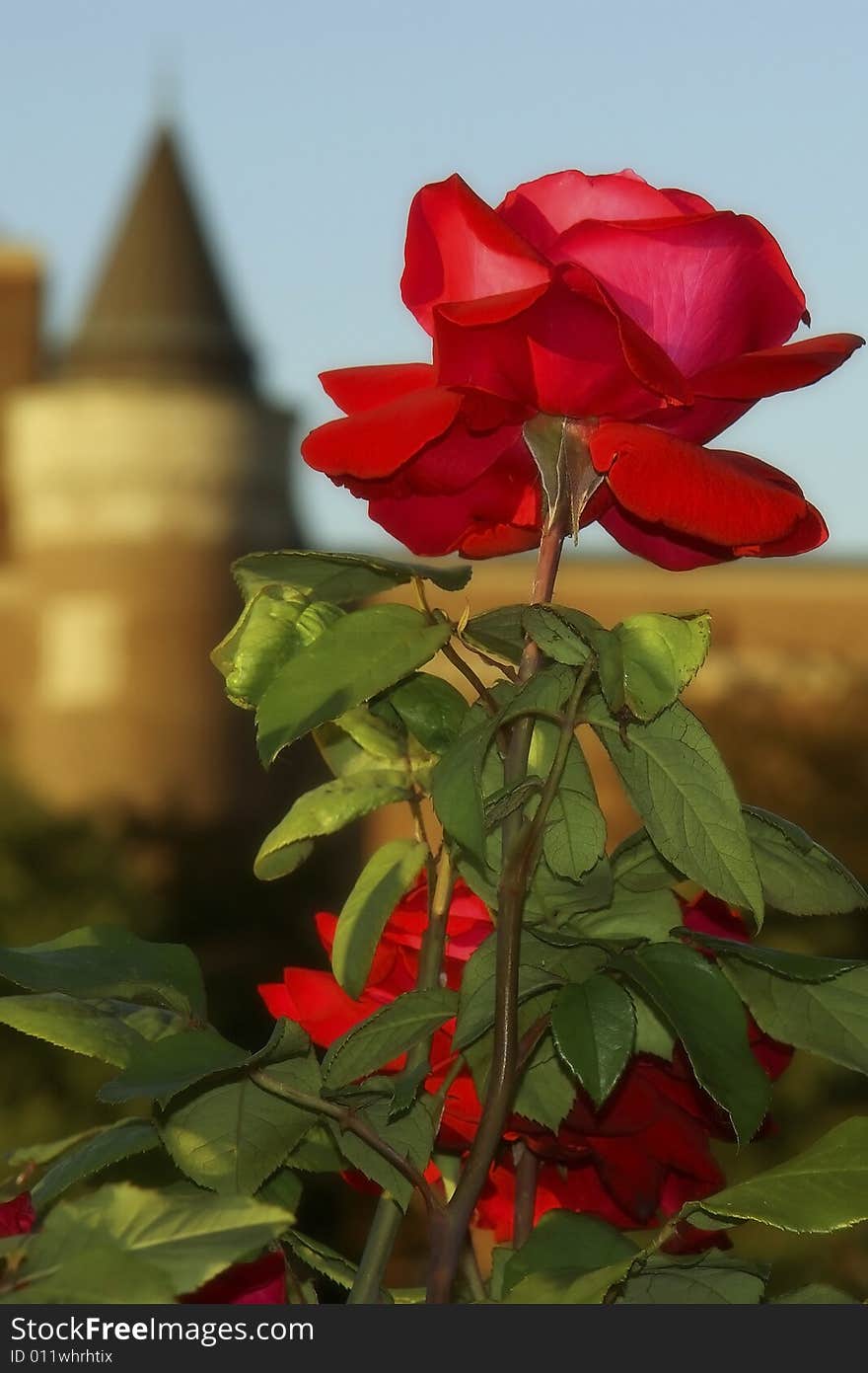 A beautiful rose in a sunny evening. The tower in the background witnesses the splendour.