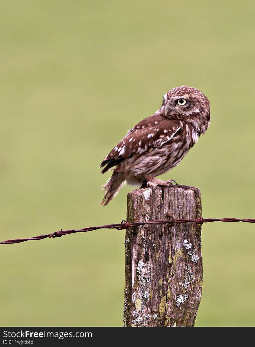 A Little Owl perched on a fence post. Captured on farmland in the UK.