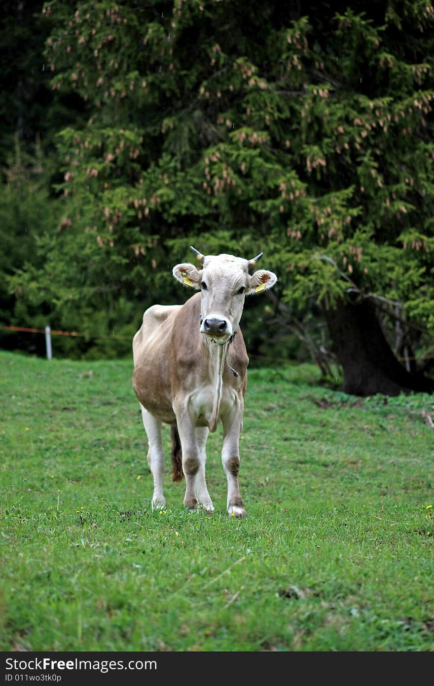 Young brown cow standing in the grass