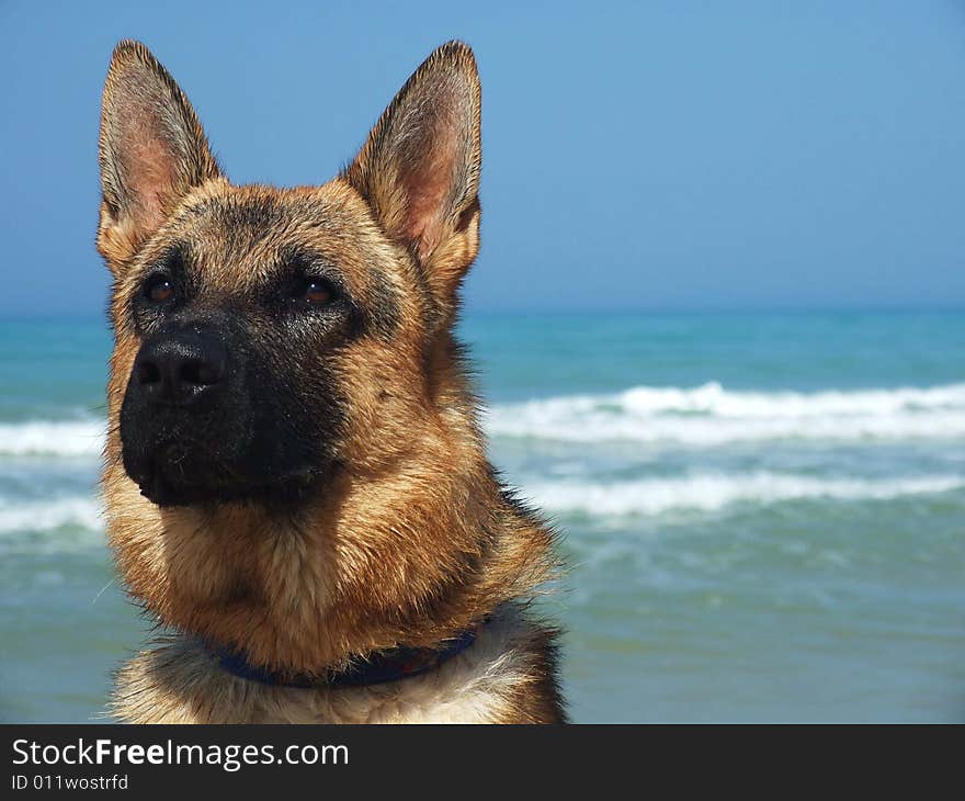 Photo of a dog in the sea