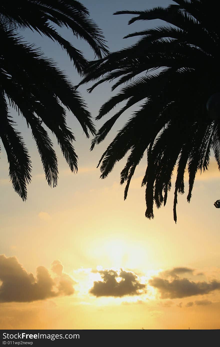 Sunset under Palm Trees