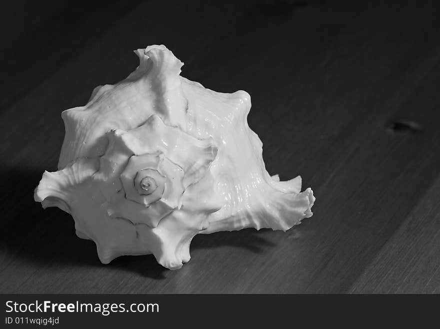 Black-and-white empty clam-shell on the wooden background. Black-and-white empty clam-shell on the wooden background