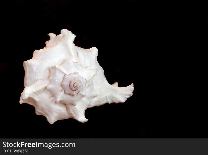 White empty clam-shell isolated on black background