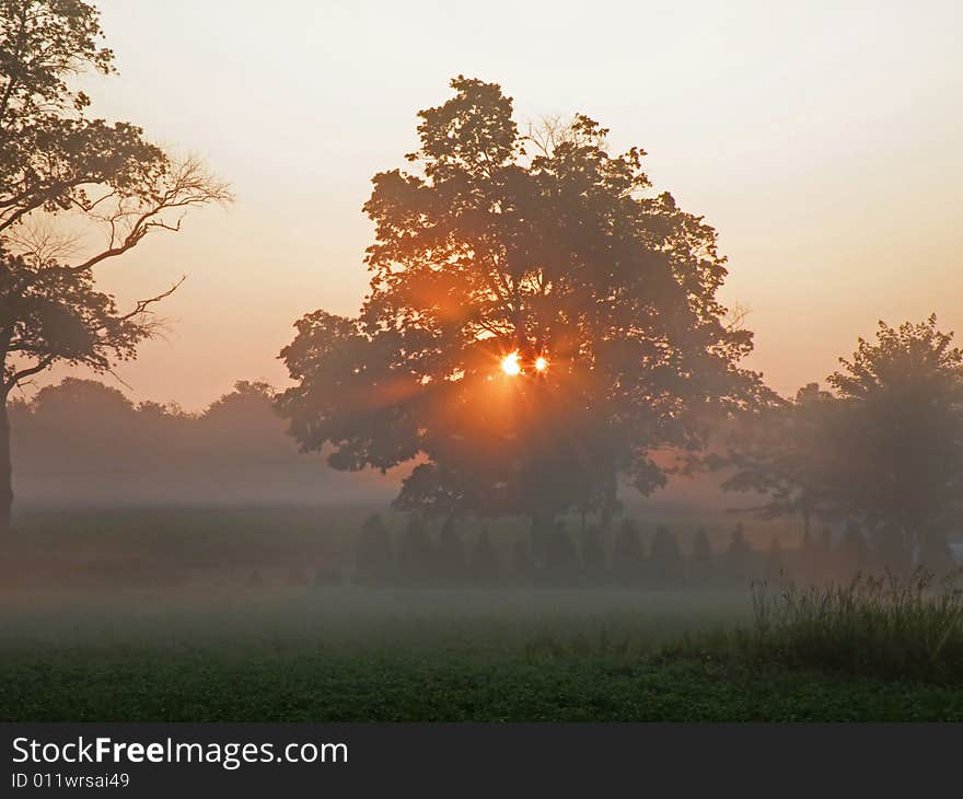 Glowing sunrise through the tree in the mist. Glowing sunrise through the tree in the mist.